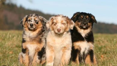 Best insurance policies for pets